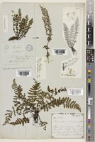 Type of Cheilanthes chusana Hook. [family ADIANTACEAE]