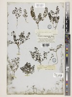 Veronica campylopoda Boiss. [family PLANTAGINACEAE]