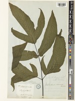 Tectaria simonsii (Baker) Ching [family DRYOPTERIDACEAE]