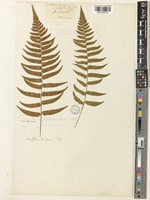 Dryopteris decipiens (Hook.) Kuntze [family DRYOPTERIDACEAE]