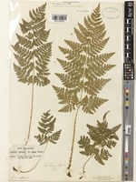 Type of Lastrea dilatata C.Presl var. alpina T.Moore [family THELYPTERIDACEAE]