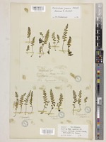 Type of Lindsaea cultrata (Willd.) Sw. var. japonica Baker [family LINDSAEACEAE]