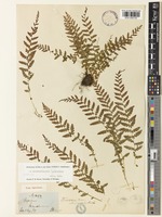 Holotype of Woodsia manchuriensis Hook. [family WOODSIACEAE]