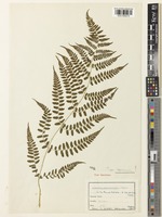 Type of Athyrium acutissimum Kodama in Matsum. [family WOODSIACEAE]