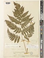 Holotype of Asplenium chinense Baker [family ASPLENIACEAE]