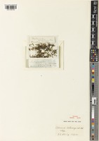 Isotype of Trichomanes latemarginale D.C.Eaton [family HYMENOPHYLLACEAE]
