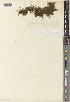 Isotype of Trichomanes bimarginatum (Bosch) Bosch [family HYMENOPHYLLACEAE]