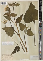 Type of Helianthus annuus L. [family ASTERACEAE]