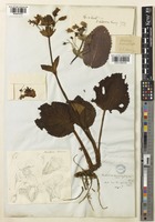 Type of Ourisia macrophylla Hook. [family PLANTAGINACEAE]