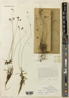 Type of Utricularia arnhemica P.Taylor [family LENTIBULARIACEAE]