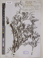 Ceratopteris thalictroides Brongn. [family PARKERIACEAE]