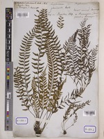 Asplenium planicaule Wall. [family ASPLENIACEAE]