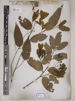 Hopea vasta Wall. [family DIPTEROCARPACEAE]