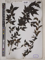 Cotoneaster acuminatus Lindl. [family ROSACEAE]