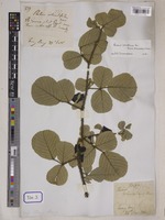 Rubus rotundifolius Wall. [family ROSACEAE]
