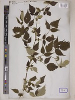 Rubus niveus Wall. [family ROSACEAE]
