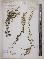 Evolvulus alsinoides L. [family CONVOLVULACEAE]