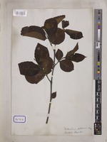 Holarrhena pubescens Wall. [family APOCYNACEAE]