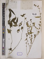 Sida acuta Burm.f. [family MALVACEAE]