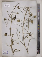 Hibiscus surattensis L. [family MALVACEAE]