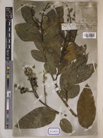 Lagerstroemia reginae unrecorded var. angustior Wall. [family LYTHRACEAE]