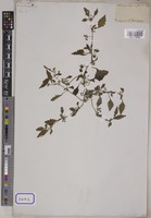 Solanum nigrum L. [family SOLANACEAE]