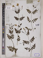 Jasminum grandiflorum L. [family OLEACEAE]