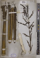 Aeschynomene indica Wall. [family LEGUMINOSAE-PAPILIONOIDEAE]