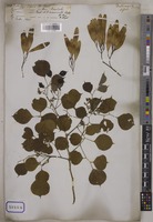 Dalbergia sissoo Graham [family LEGUMINOSAE-PAPILIONOIDEAE]