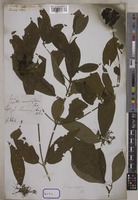 Pavetta naucleiflora R.Br. [family RUBIACEAE]