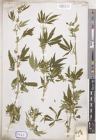 Juss. [family EUPHORBIACEAE]