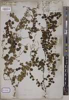 Dischidia wallichii Wight [family ASCLEPIADACEAE]