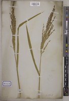 Oryza sativa L. [family POACEAE]