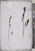 Rumex wallichianus Meisn. [family POLYGONACEAE]