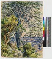 Sterculia quinqueloba (Garcke) K.Schum.; watercolour and pencil field sketch.