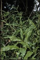 Rumex nepalensis Spreng. from Cameroon