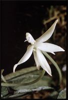 Aerangis jacksonii Stewart from Uganda