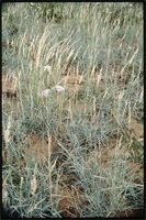 Schmidtia pappophoroides Steud. from Botswana