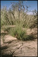 Stipagrostis obtusa (Delile) Nees from Botswana