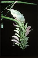 Abrus precatorius L. cultivated at Kew.