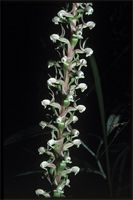 Satyrium anomalum Schltr. from Zimbabwe