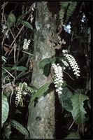 Aerangis c.f. cristata from Madagascar