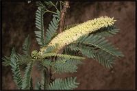 Prosopis juliflora (Sw.) DC. from Madagascar