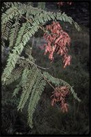 Mimosa latispinosa Lam. from Madagascar