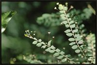 Phyllanthus nummulariifolius Poir. from Madagascar