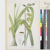 Albuca wakefieldii Baker original illustration from Curtis's Botanical Magazine