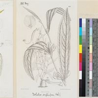 Dolichos simplicifolius Hook.f. published illustration from Curtis's Botanical Magazine