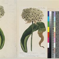 Allium magicum Linn. published illustration from Curtis's Botanical Magazine