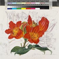 Spathodea campanulata Beauv. original illustration from Curtis's Botanical Magazine