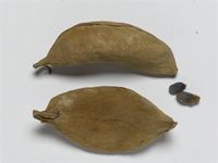 Sterculia quinqueloba (Garcke) K.Schum.; fruits and seeds